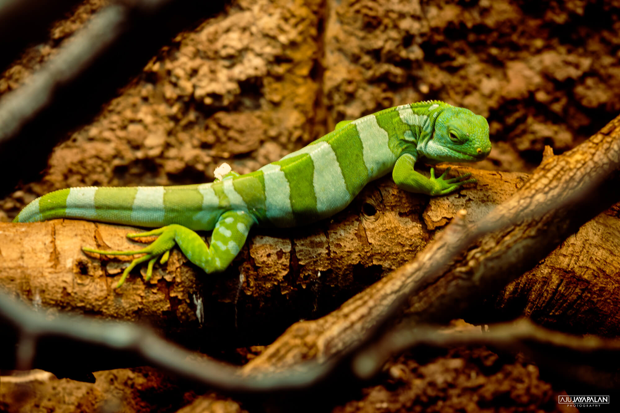 Photograph taken by Aju Jayapalan
